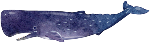 マッコウクジラ（漢字表記/抹香鯨）のイラストです。マッコウクジラ科マッコウクジラ目に分類され、歯のある動物では世界最大です。大きな四角い頭部が特徴です。