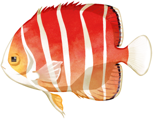 ペパーミントエンゼルフィッシュのイラストです。赤い体に白い縞模様がとてもきれいで、尚且つとても希少な海水魚です。