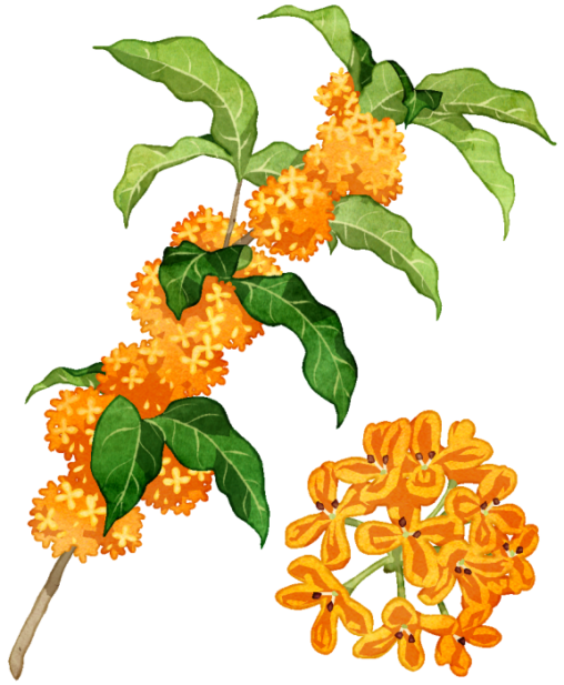 キンモクセイの花のイラストです。キンモクセイは、モクセイ科モクセイ属の常緑小高木樹です。秋にはオレンジ色の小さな花をたくさん咲かせ、風に乗ってどこからともなく良い香りを運んできます。庭木としても人気です。