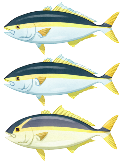 ブリ・ヒラマサ・カンパチのイラストです。いずれもアジ科ブリ属の大型魚で"ブリ御三家"、"青物御三家"などと呼ばれています。食用としてはもちろん、釣りでも大変人気の魚です。 ※サンプルイラストです。