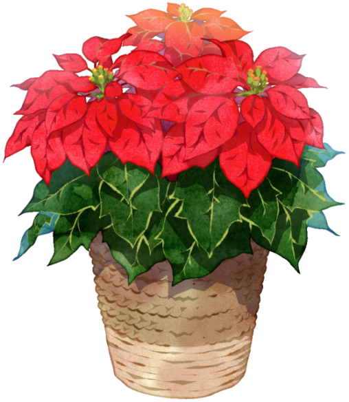ポインセチアのイラストです。和名はショウジョウボクといいます。冬になると、茎の上の方の葉が赤や白、ピンクなどに色づきます。