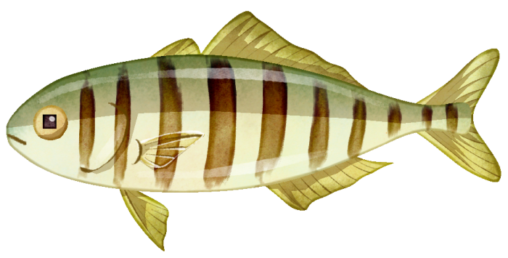 モジャコのイラストです。モジャコとは藻などを隠れ家としている、ブリの生まれて間もない稚魚の呼び名です。成魚のブリとは違い、茶色っぽい縦縞模様があります。