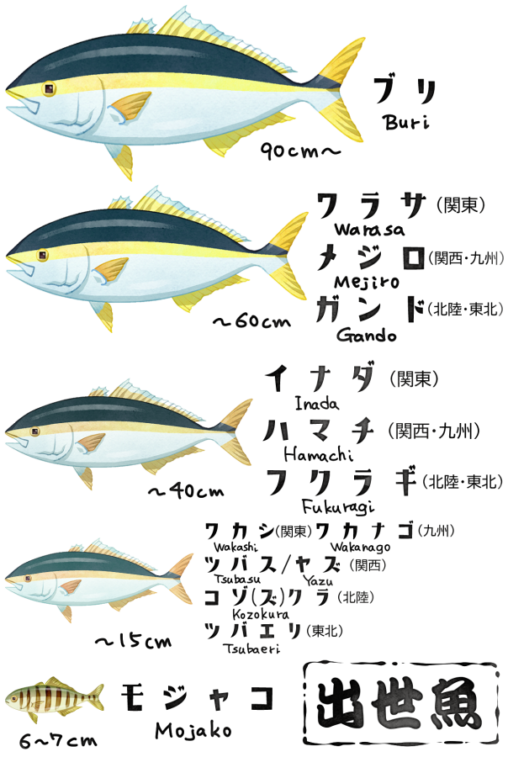 出世魚のイラストです。ブリは出世魚とも呼ばれ、その成長過程で呼び名が変わります。また、その呼び名にも地方により違いがあります。こちらのイラストはそれを大まかに表にしたものです。※この呼び方がすべてではありません。