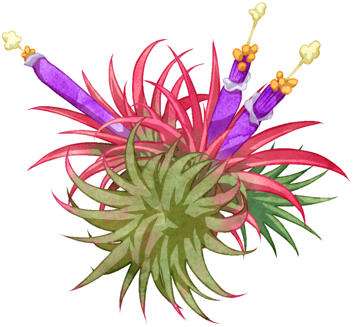エアプランツのイラストです。エアプランツと一言で言っても様々な種類があります。こちらのイラストは、チランジア・イオナンタという、メキシコやニカラグアの標高1300mにかけて分布するパイナップル科・ハナアナナス属の植物です。こちらは花が咲いているイラストです。