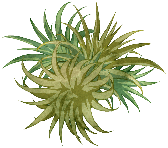 エアプランツのイラストです。エアプランツと一言で言っても様々な種類があります。こちらのイラストは、チランジア・イオナンタという、メキシコやニカラグアの標高1300mにかけて分布するパイナップル科・ハナアナナス属の植物です。こちらは花が咲いていない、普段のイオナンタのイラストです。