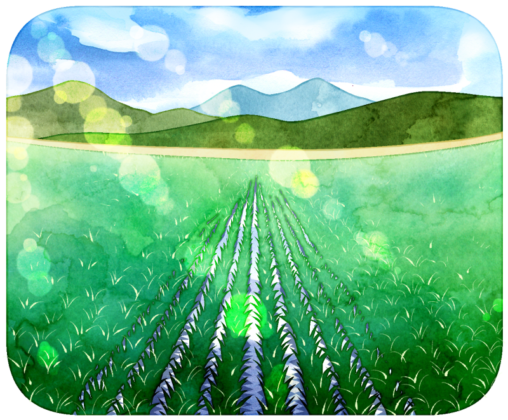 初夏の田園風景のイラストです。田んぼの稲が生長し、少し伸びてきています。遠くには山の稜線が見えます。爽やかな風と光に満ちた田園をイメージしました。