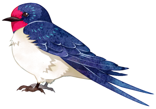 ツバメのイラストです。北半球の広い範囲で繁殖する渡り鳥（夏鳥）です。体は青色に煌めく光沢のある黒色で、腹は白、額と喉が赤色、尾は二つに分かれています。